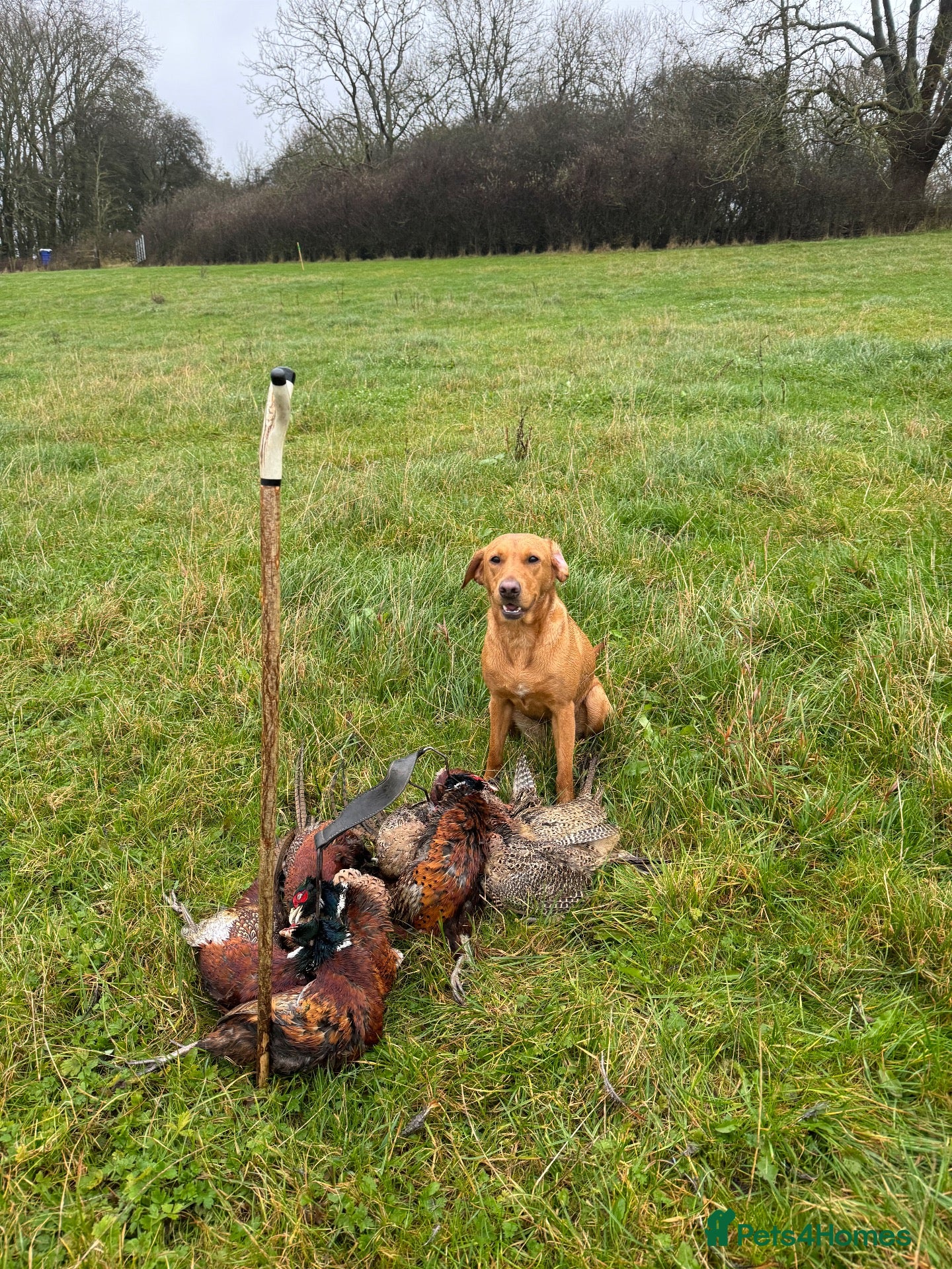 Labrador Retriever dogs KC Reg Working Fox Red Health Tested 4th Gen  - Advert 2
