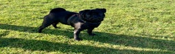 Pug dogs for stud: Health tested black pug stud  in Stevenage - Advert 13