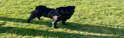 Pug dogs for stud: Health tested black pug stud  in Stevenage - Advert 13