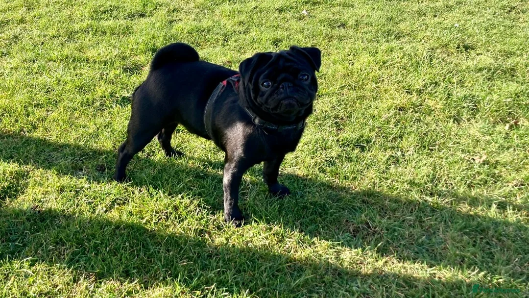 Pug dogs for stud: Health tested black pug stud  in Stevenage - Advert 13
