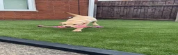 Labrador Retriever dogs for sale: 6 month old Labrador for sale  in Stockton-on-Tees - Advert 3