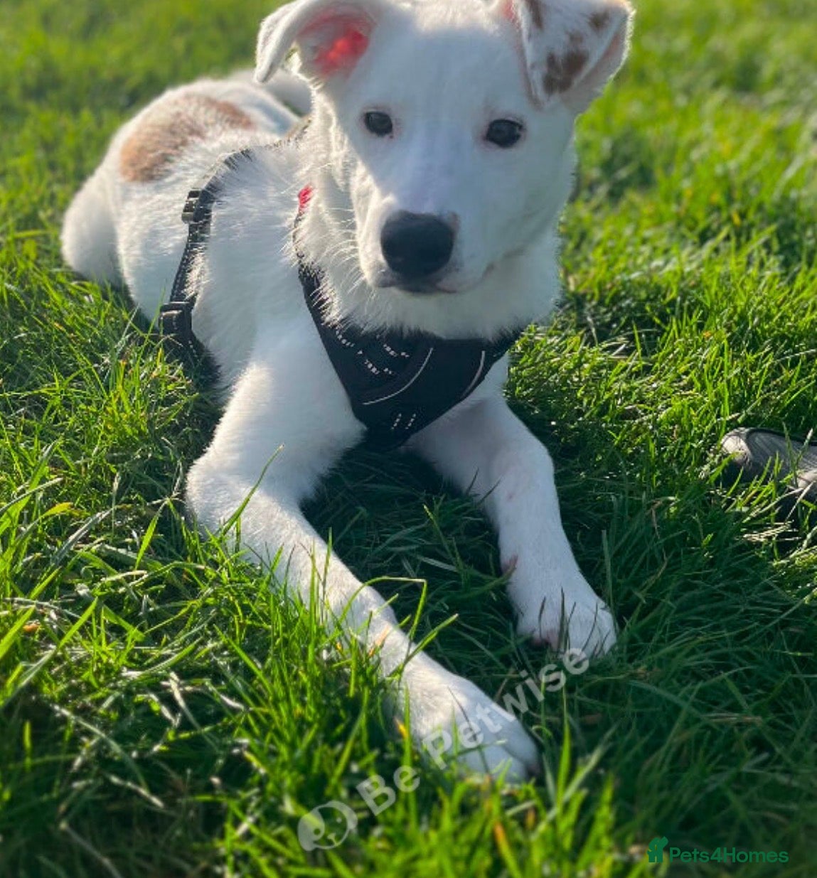 Mixed Breed dogs for sale: Collie Heeler in Worcester - Advert 4