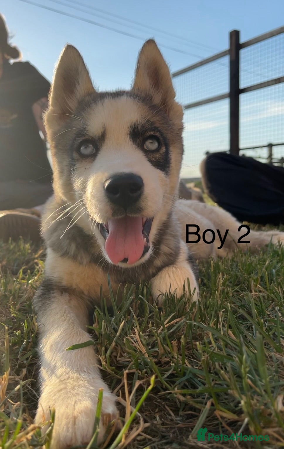 Siberian Husky dogs 3 Stunning Male Pups - Advert 2