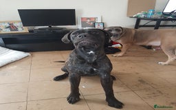Mixed Breed dogs for sale: 8month old cane corse cross staff - Image 6