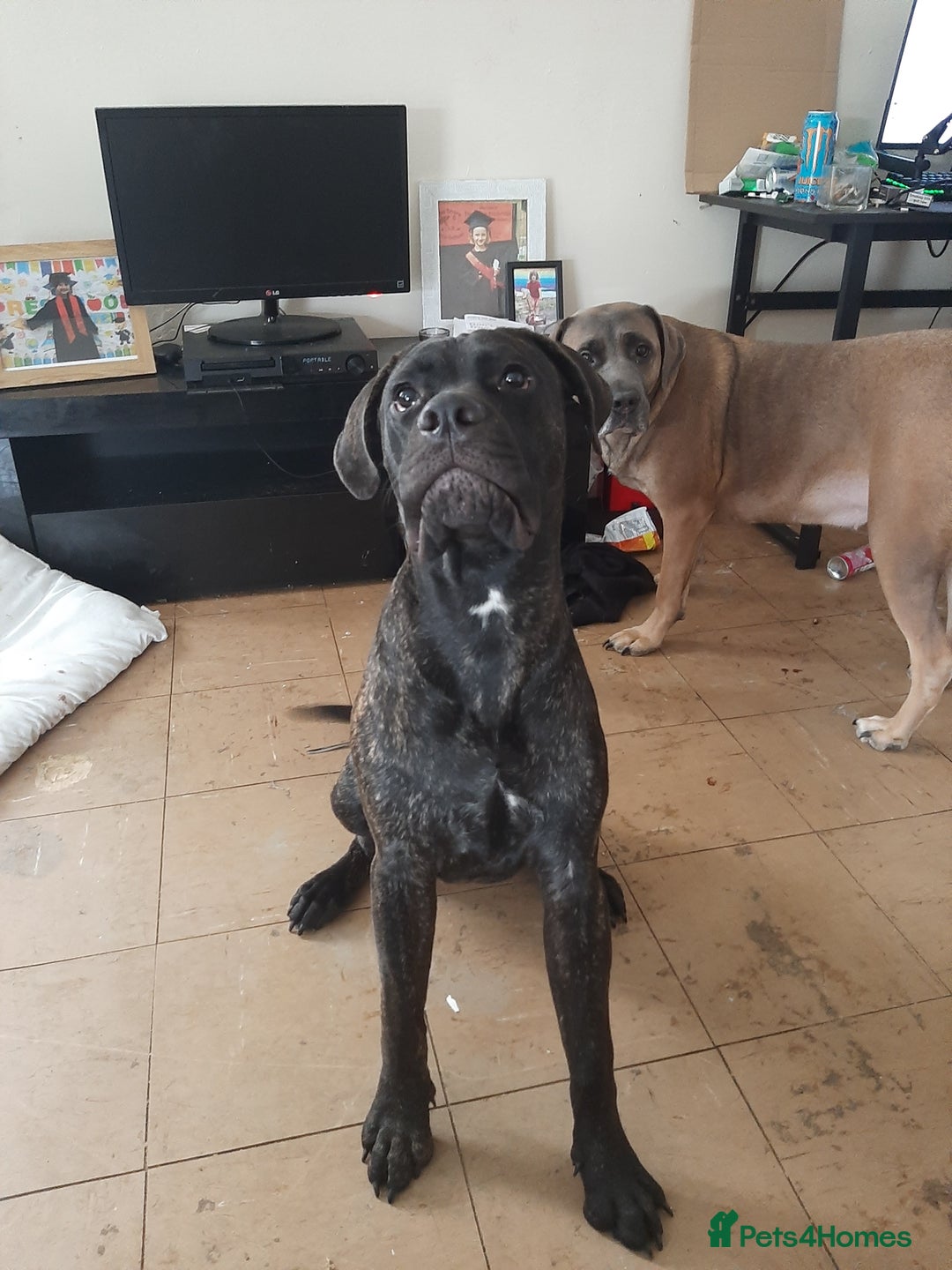 Mixed Breed dogs for sale: 8month old cane corse cross staff - Image 6