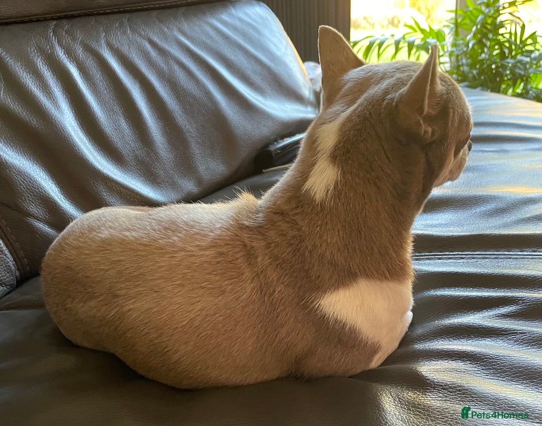 Chihuahua dogs for stud: Blue Pedigree Chihuahua for STUD - Advert 6