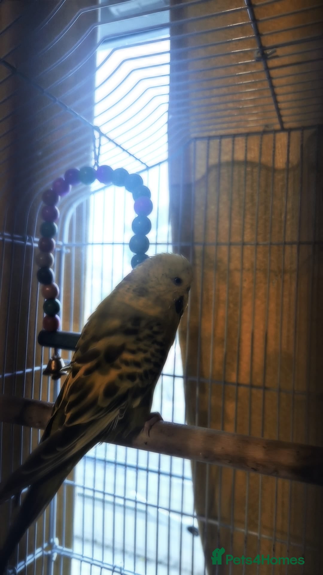 Budgerigars birds for sale: 3yrs old budgie  - Image 3