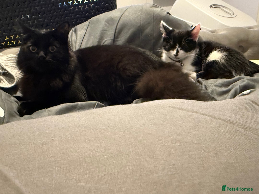 Mixed Breed cats for sale: Salem and oreo - Advert 3