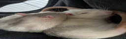 Rat rodents for sale: 5 lovely Rats  - Advert 3