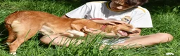 Portuguese Podengo dogs for adoption: Sweet  in Birkenhead - Advert 8