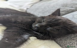 Mixed Breed cats for sale: 2 kittens 9 weeks old....Pumpkin and Boo - Image 13