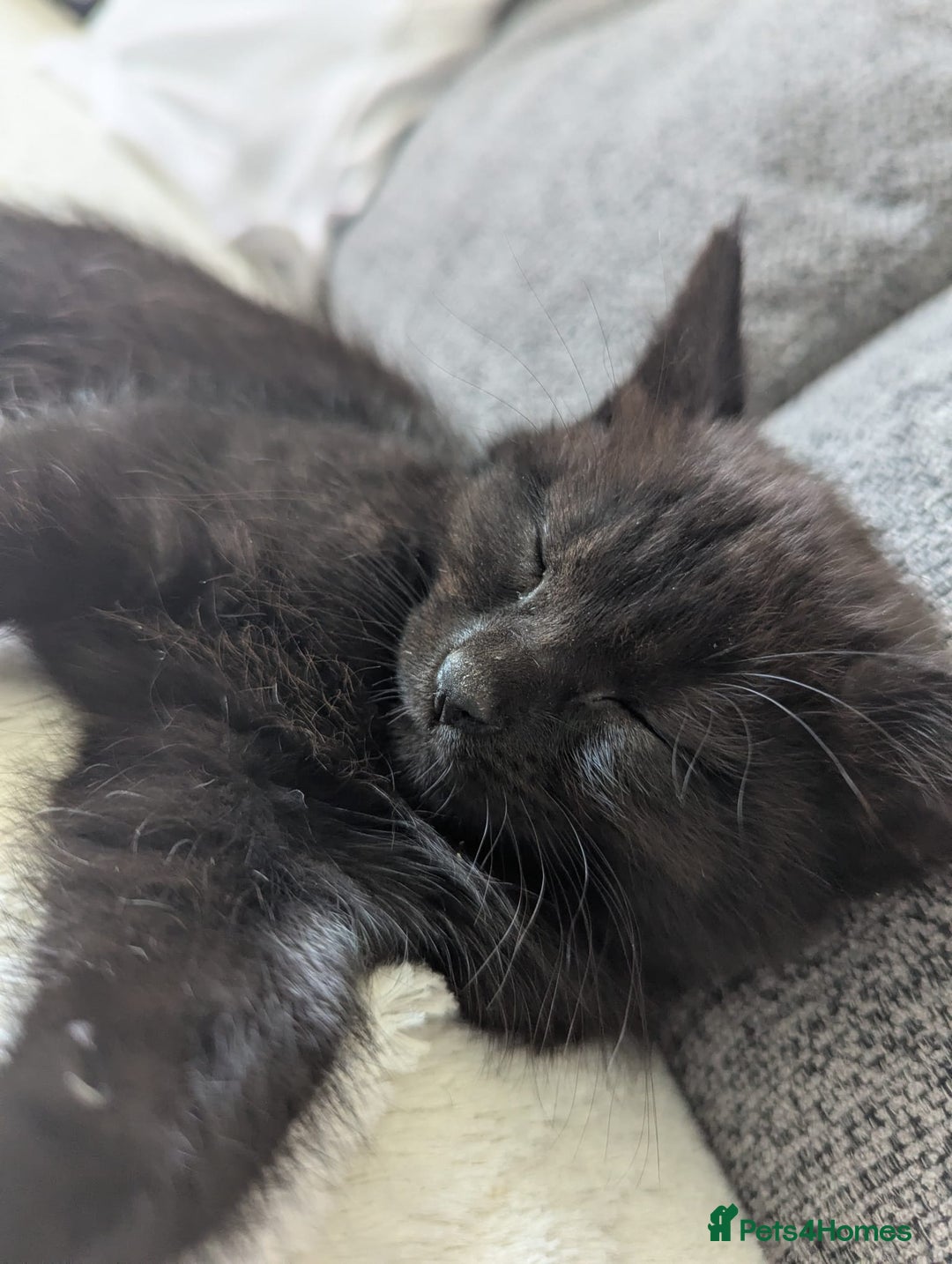 Mixed Breed cats for sale: 2 kittens 9 weeks old....Pumpkin and Boo - Image 13