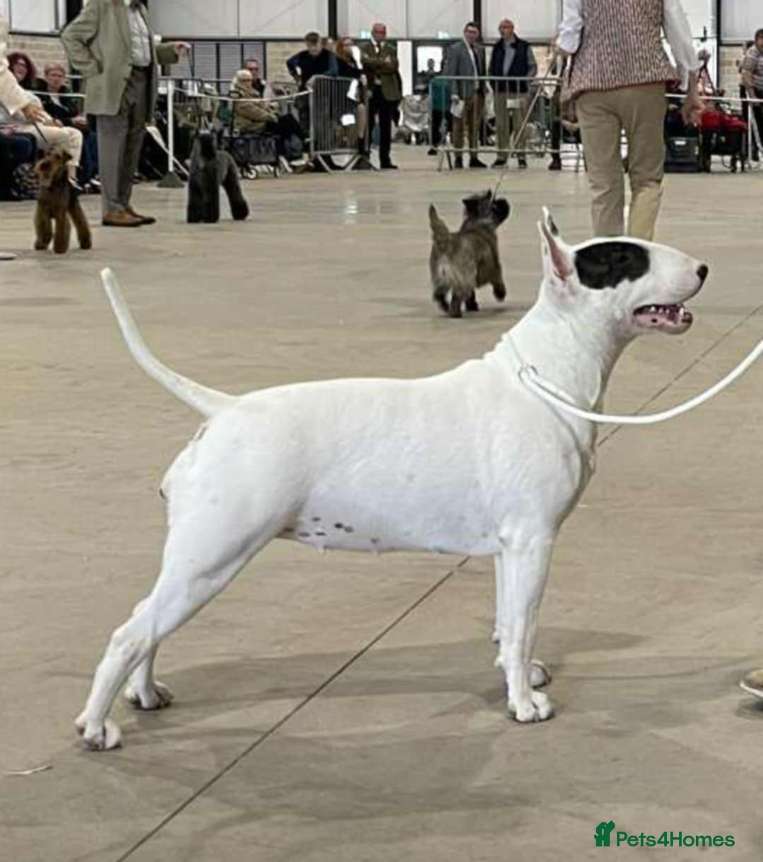 English Bull Terrier dogs for sale: Top quality Bull Terrier puppies available. - Advert 5