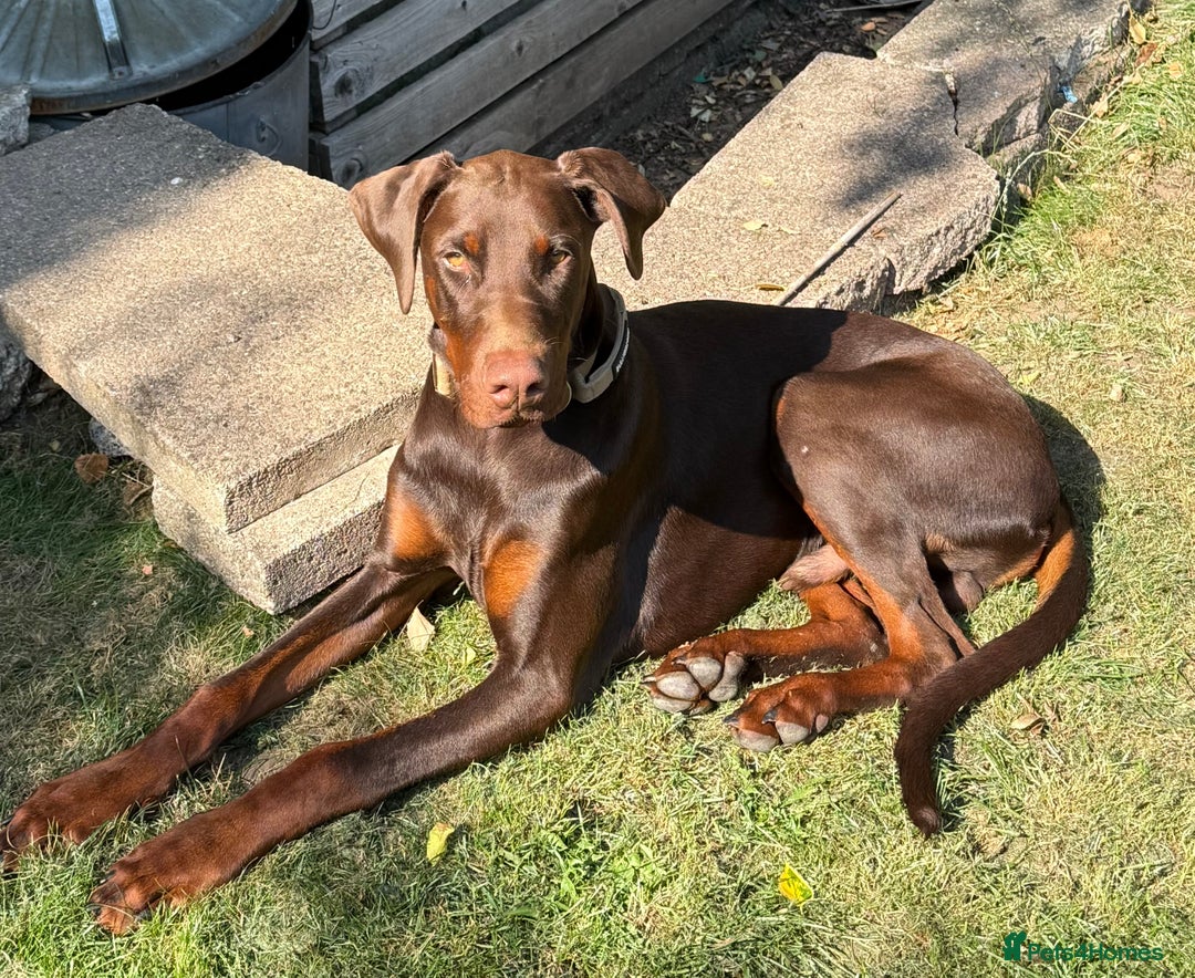 Dobermann dogs for sale: Looking for a forever home for our beautiful boy  - Image 1