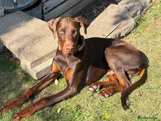 Dobermann dogs - Advert 1