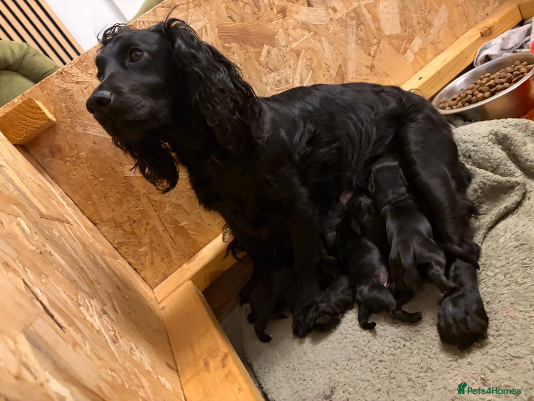 Cocker Spaniel dogs for sale: 6 Working Cocker pups KC registered - Advert 9