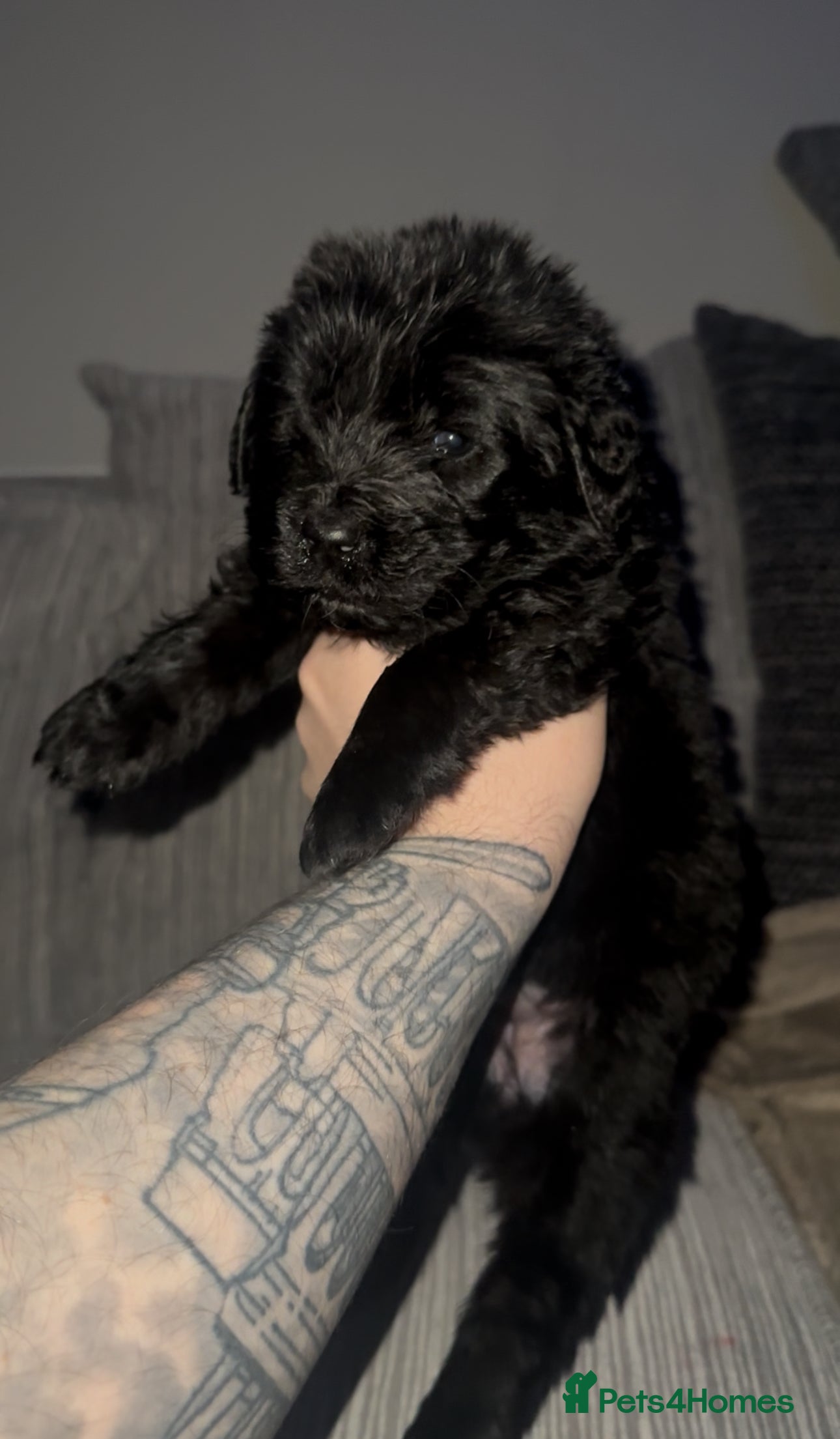 Newfoundland dogs Stunning Newfoundland Puppies Kc Reg 🐾 - Advert 1