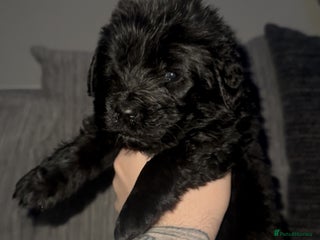 Newfoundland dogs Stunning Newfoundland Puppies Kc Reg 🐾 - Advert 14