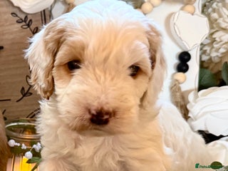 Cockapoo dogs Gorgeous Cockapoo puppies - Advert 16