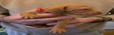 Hungarian Vizsla - Red