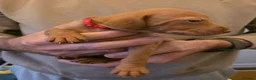 Hungarian Vizsla dogs for sale: Hungarian Vizsla Puppies  - Advert 12