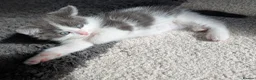 Mixed Breed cats for sale: Ragdoll cross with Tabby  - Advert 8