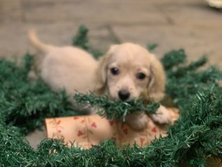 Miniature Dachshund dogs KC Registered Long Haired Mini babies - Advert 9