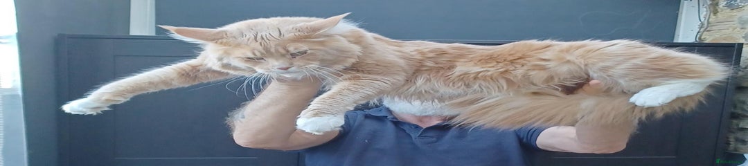 Maine Coon Kitten Ronnie