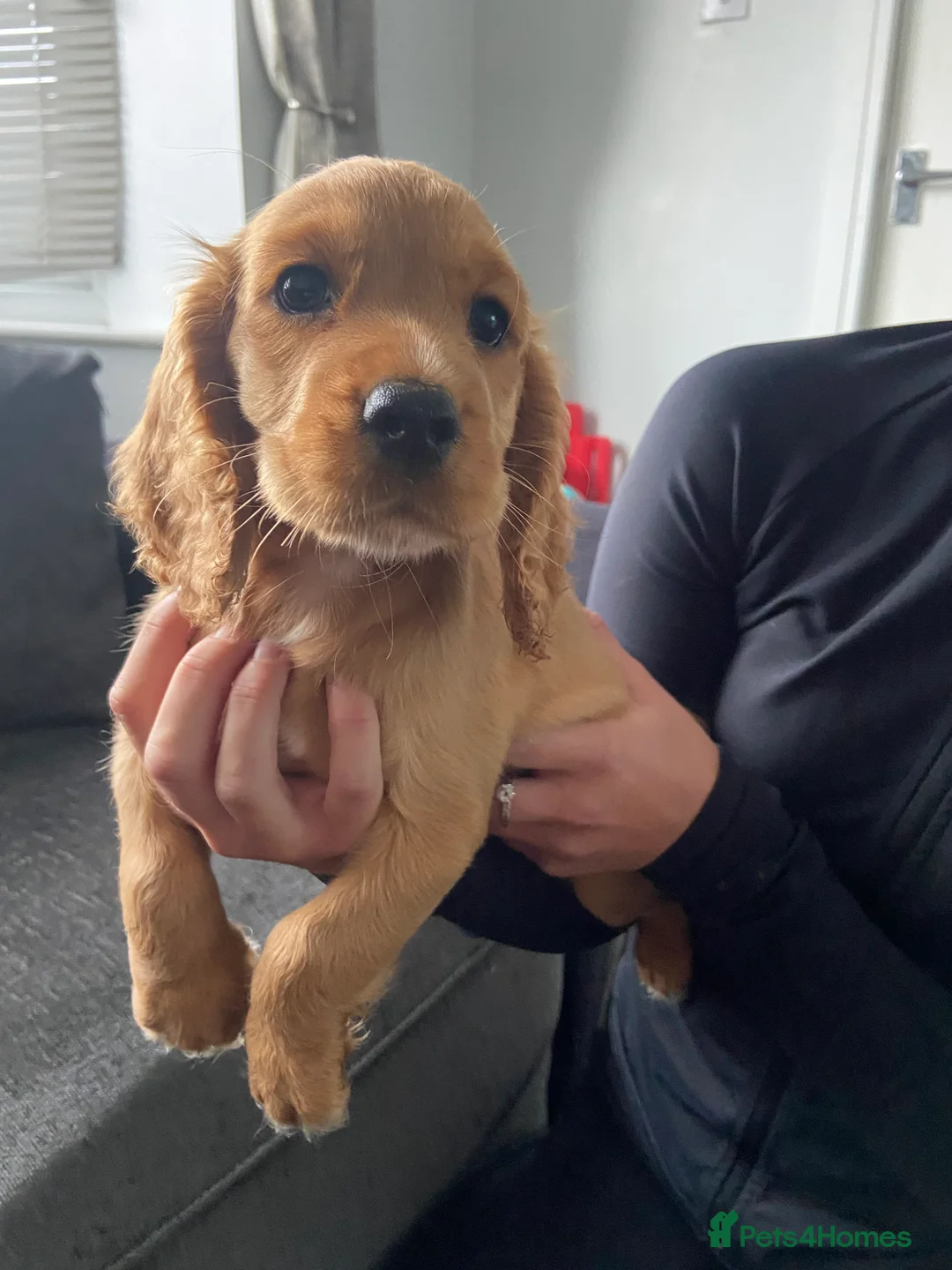 Cocker Spaniel dogs for sale: Cocker spaniel puppies  in York - Advert 12