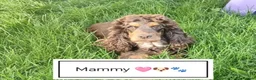 Cocker Spaniel dogs for sale: 🐶 KC Reg Chocolate Show type Cockers🐶🐾  - Advert 12