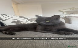 British Shorthair cats for sale: Beautiful grey female cat - Image 10