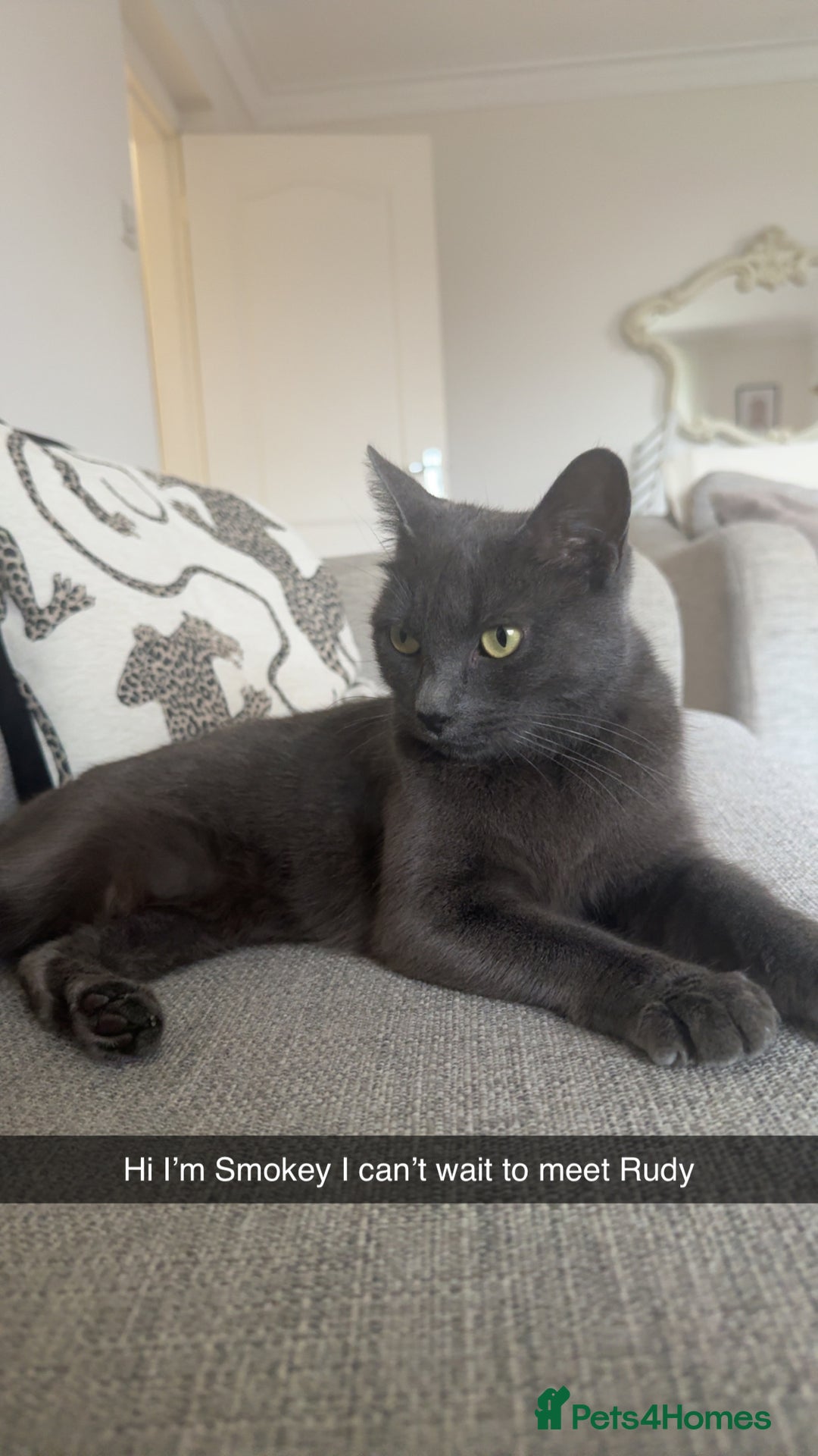 British Shorthair cats for sale: Beautiful grey female cat - Image 10