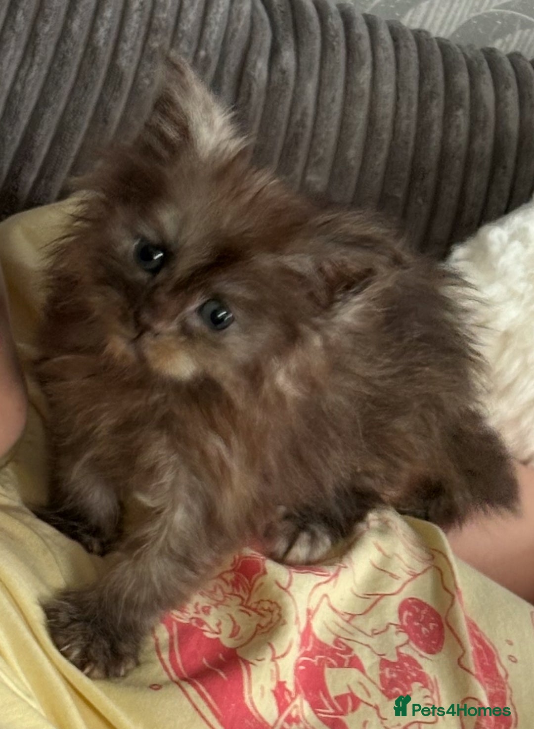 Maine Coon cats for sale: Beautiful maincoon kittens ready now  - Advert 5