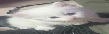 Turkish Angora Kitten 1