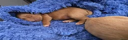 Golden Retriever dogs for sale: *FOX RED KC REG GOLDEN RETRIEVER PUPS FOR SALE* - Advert 3