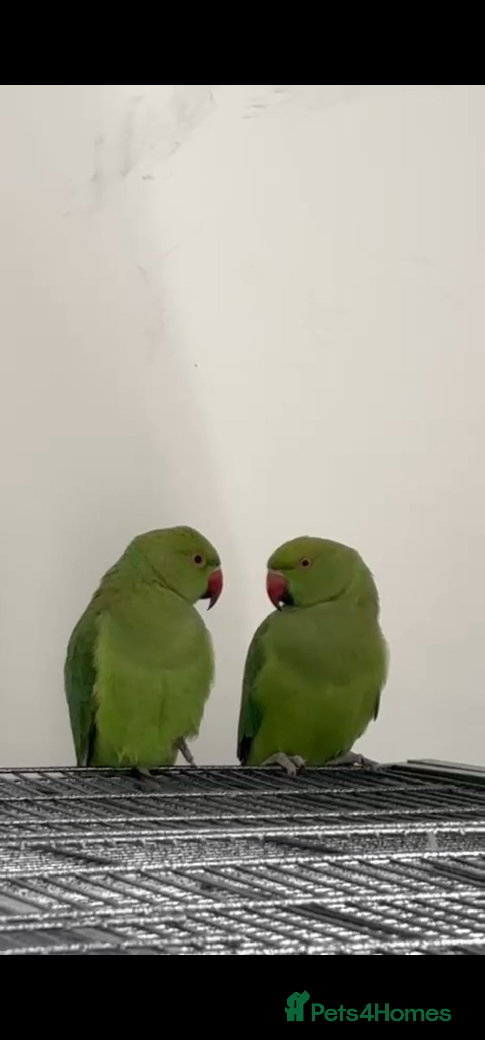 Ringnecks birds Parakeets birds - Advert 1