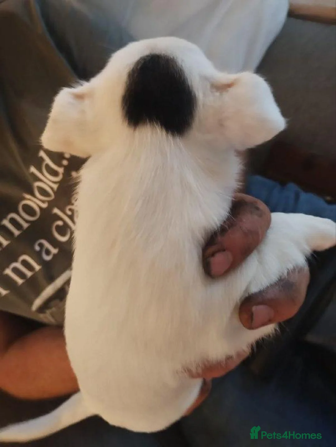 Jack Russell dogs for sale: Adorable Jack Russel Puppies in Farnborough - Advert 2