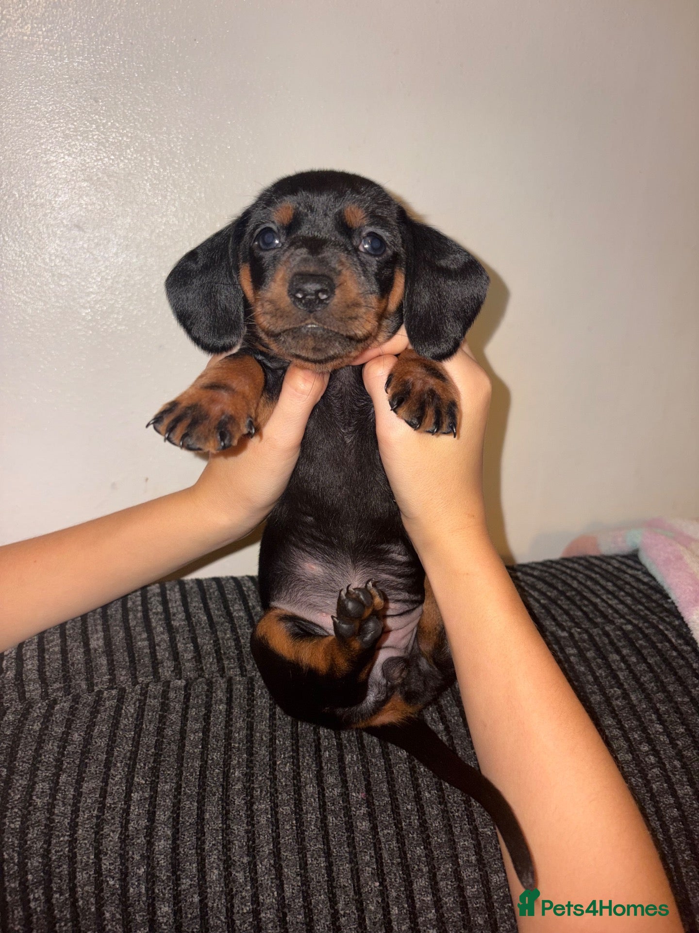 Dachshund dogs Beautiful dachshund puppies  - Advert 1