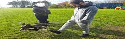 Lurcher dogs for sale: Loki - 5 year old lurcher boy in Holyhead - Advert 5