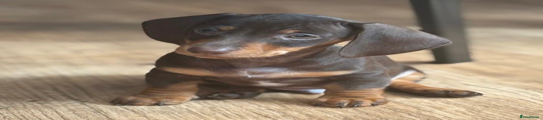 Miniature Dachshund Puppy 1