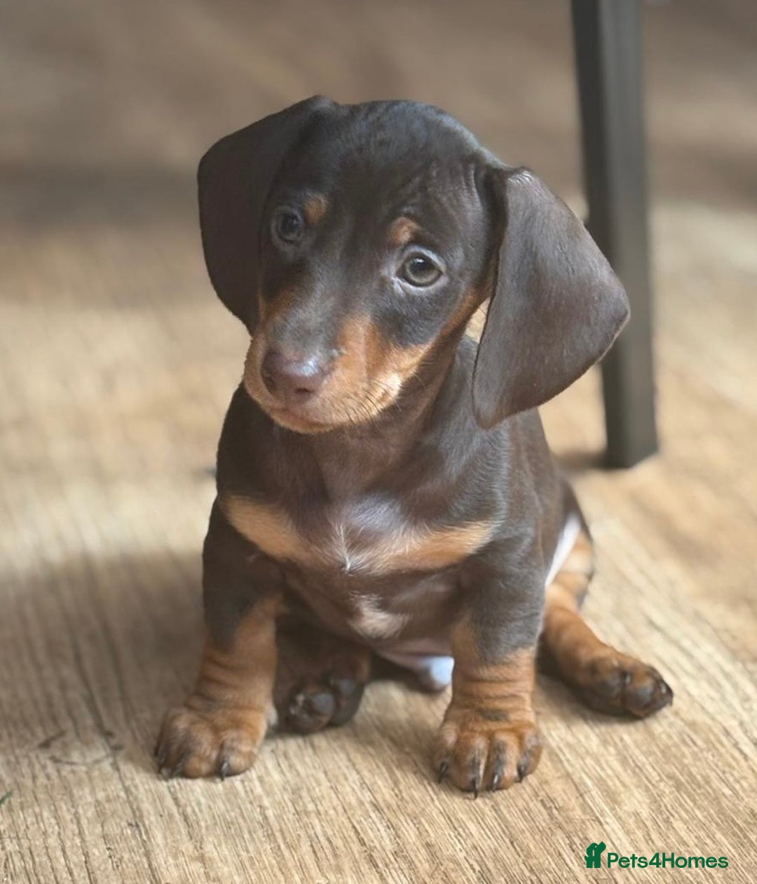 Miniature Dachshund dogs for sale: BEAUTIFUL MINI DACHSHUND PUPPIES READY NOW - Image 19