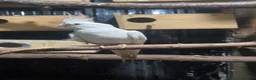 Cockatiels birds for sale: Cockatiel  - Advert 1
