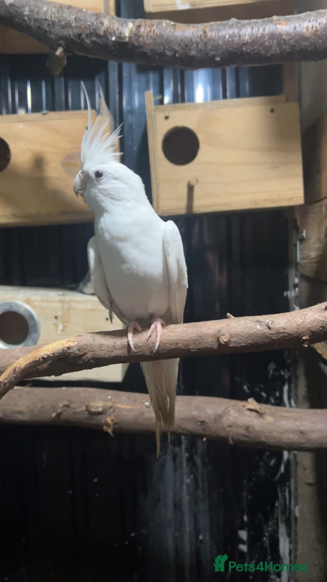 Cockatiels birds for sale: Cockatiel  - Advert 1
