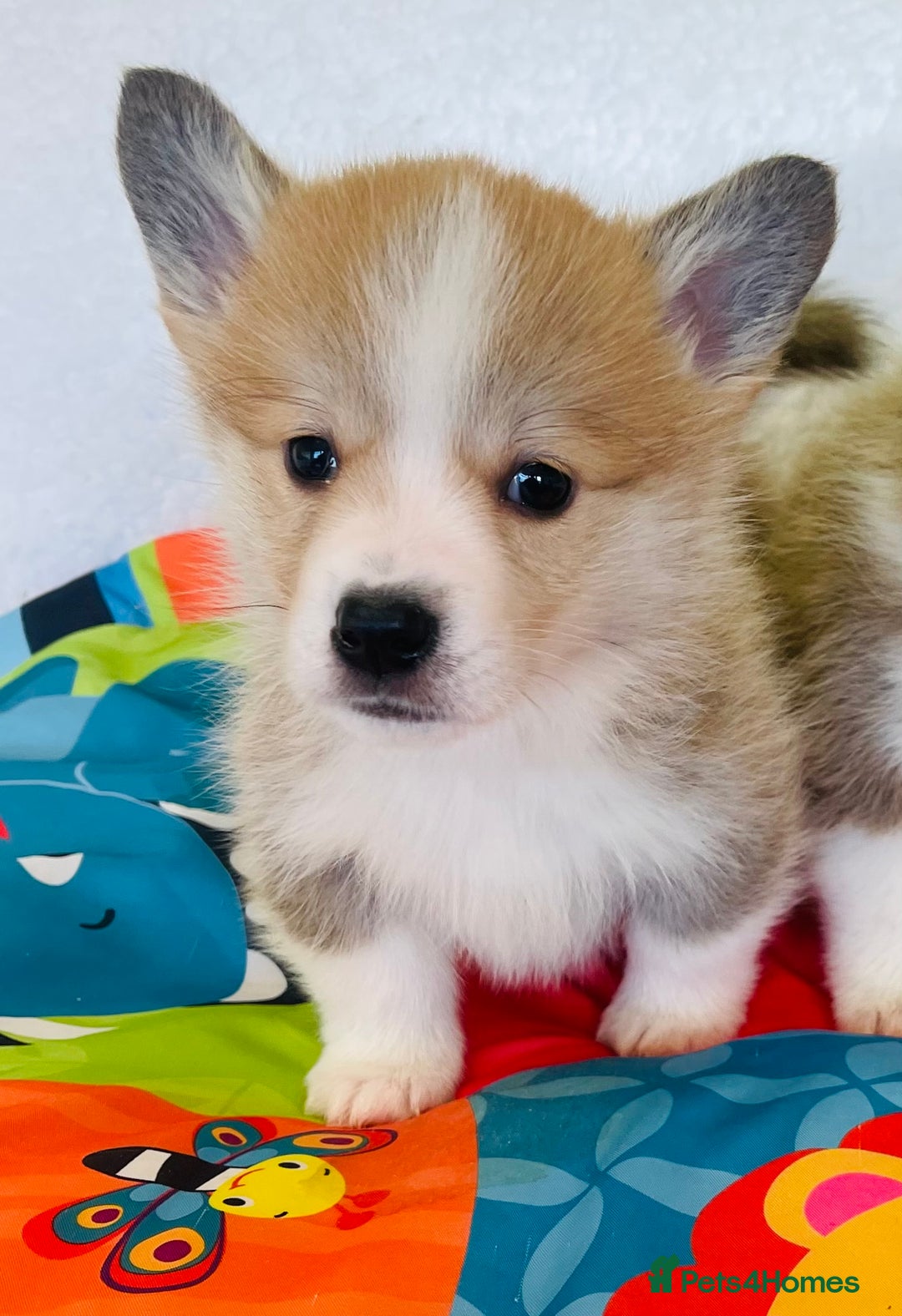Welsh Corgi Pembroke dogs for sale: Beautiful Corgi Boy Puppies - Advert 3