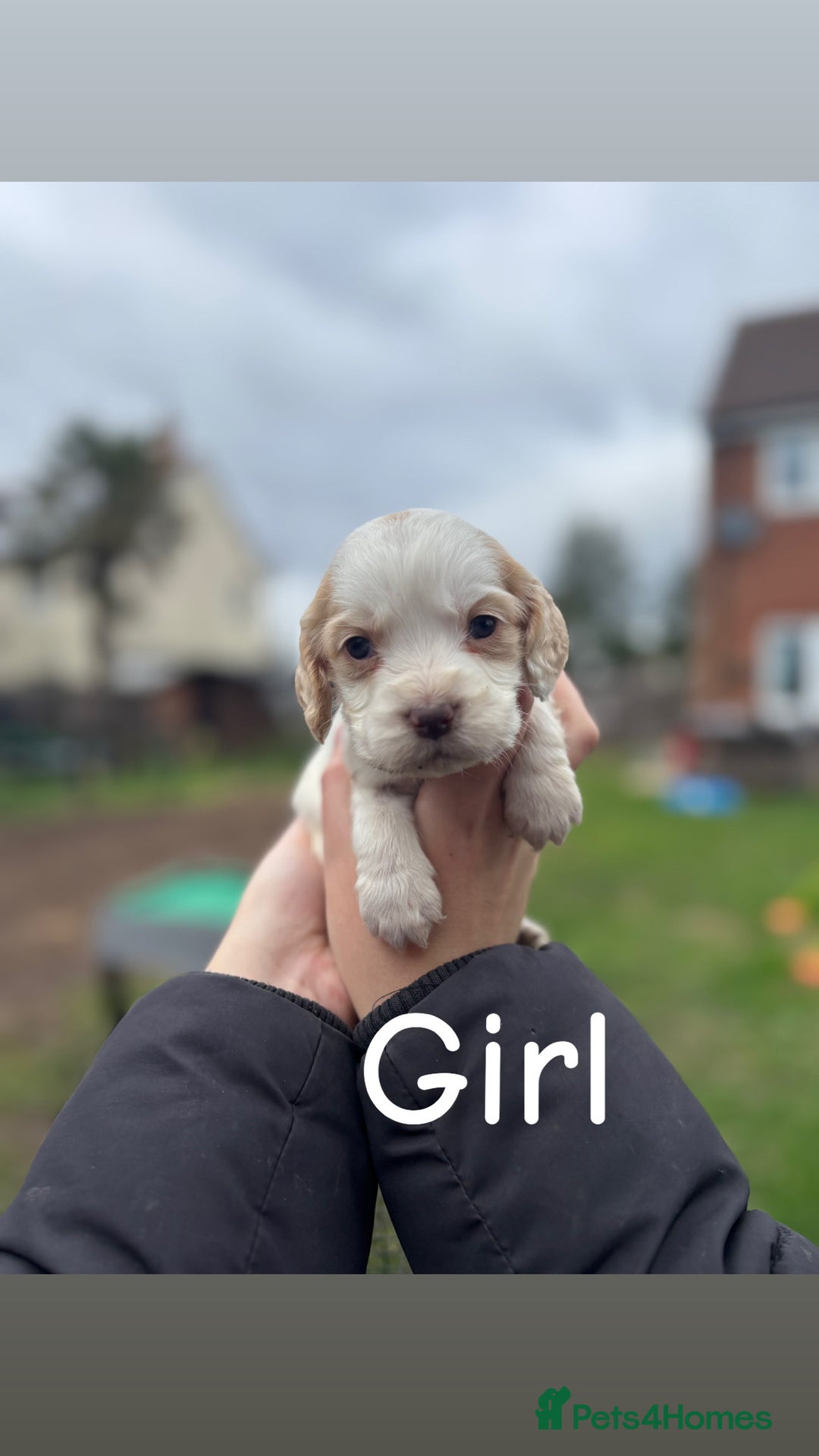 Cocker Spaniel dogs for sale: Gorgeous working cocker spaniel puppies  - Image 7