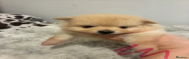 Pomeranian 4