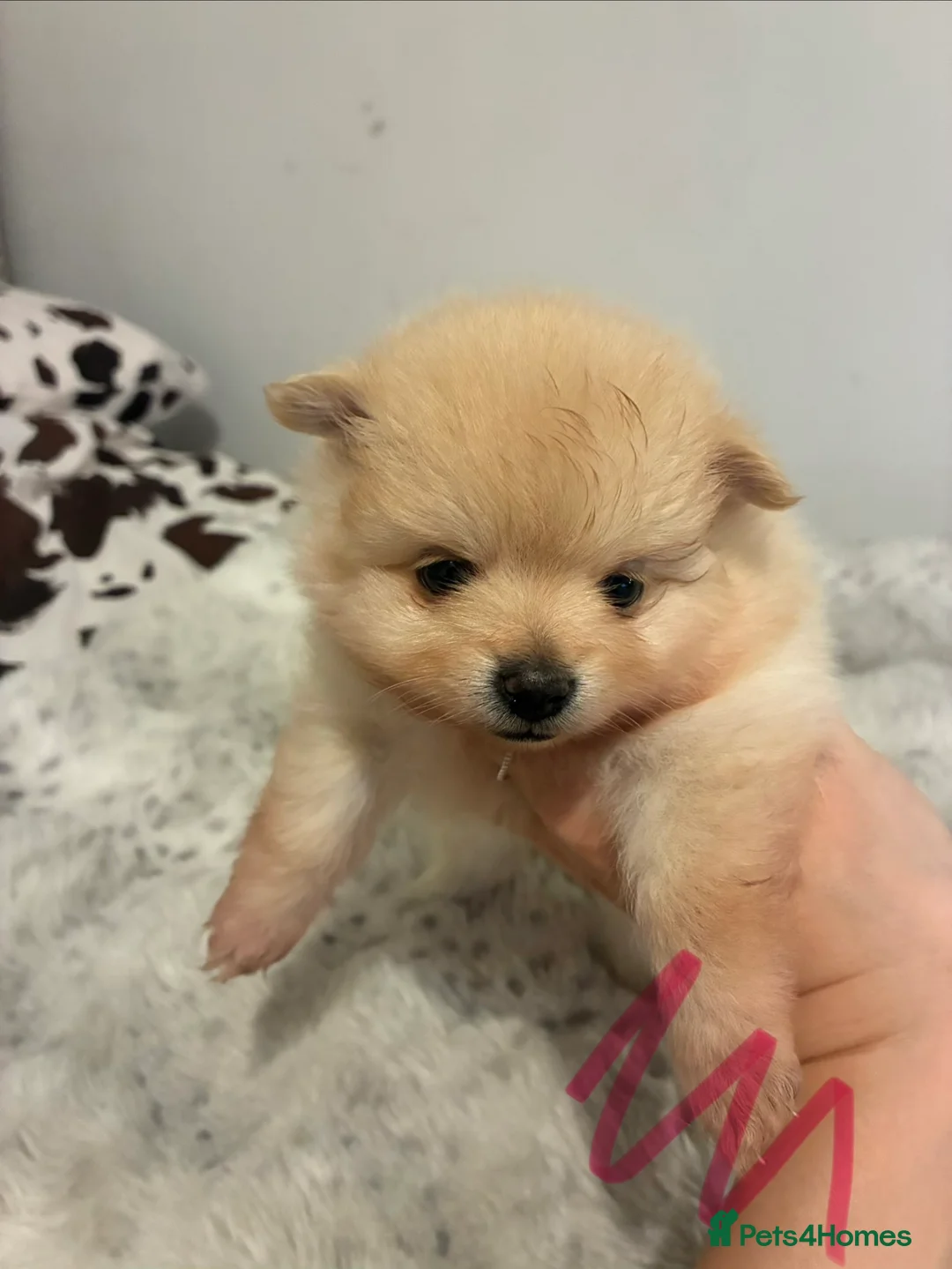 Pomeranian dogs for sale: TeddyBear Pomeranian puppies - Advert 2