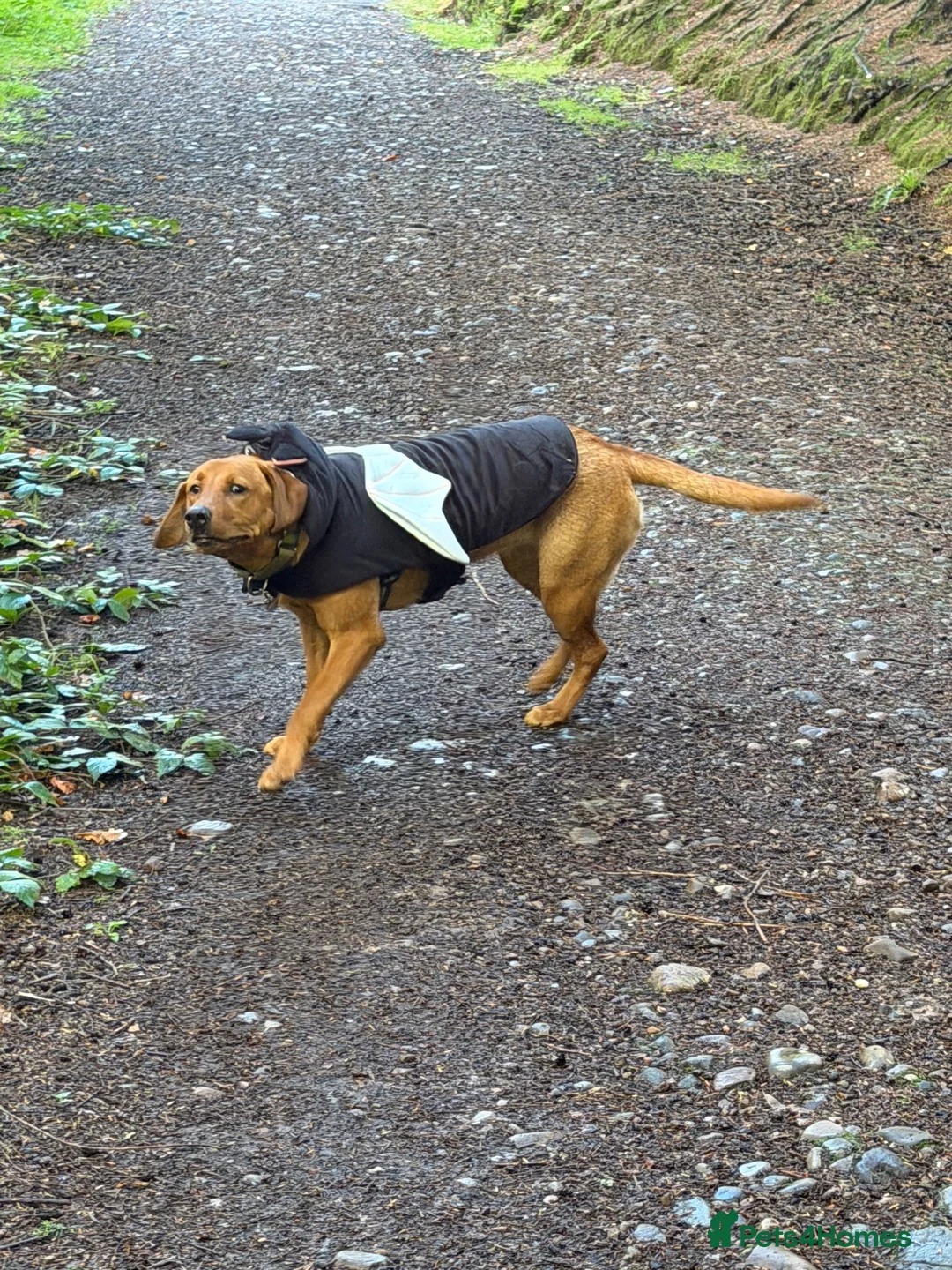 Labrador Retriever dogs for sale: 9 months old puppy  in Buckie - Advert 12