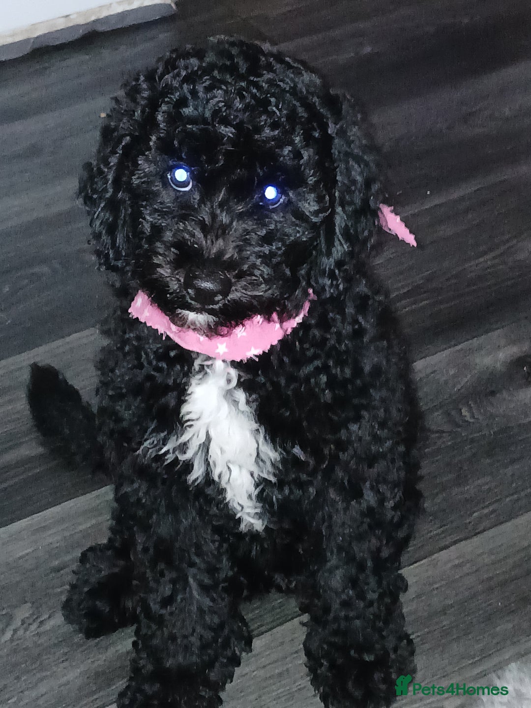 Sheepadoodle dogs for sale: F1b mini sheepadoodles  - Image 15