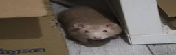 Rat rodents for sale: Young ginger rats in Croydon - Advert 4